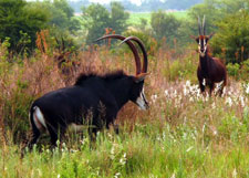 South Africa-Waterberg-Dinaka Riding Safari